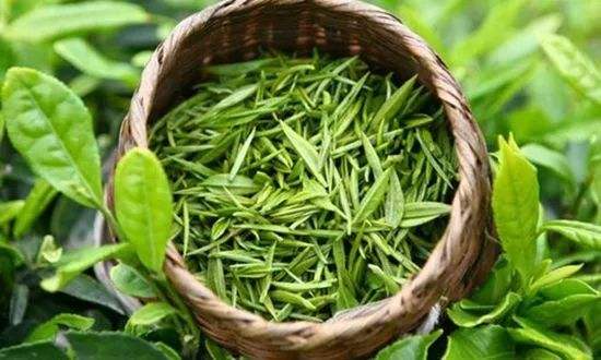 區(qū)別春茶和秋茶