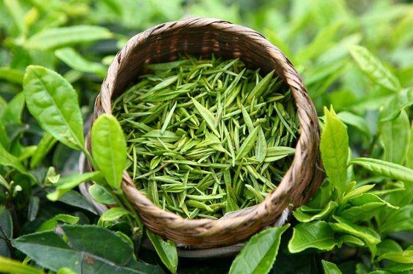 綠茶的功效作用